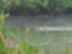 Anas platyrhynchos