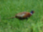 Phasianus colchicus