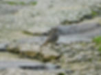 Phoenicurus ochruros