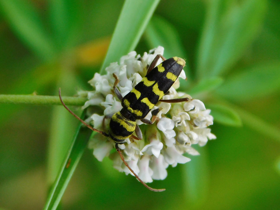 Plagionotus floralis