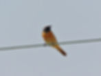 Phoenicurus phoenicurus