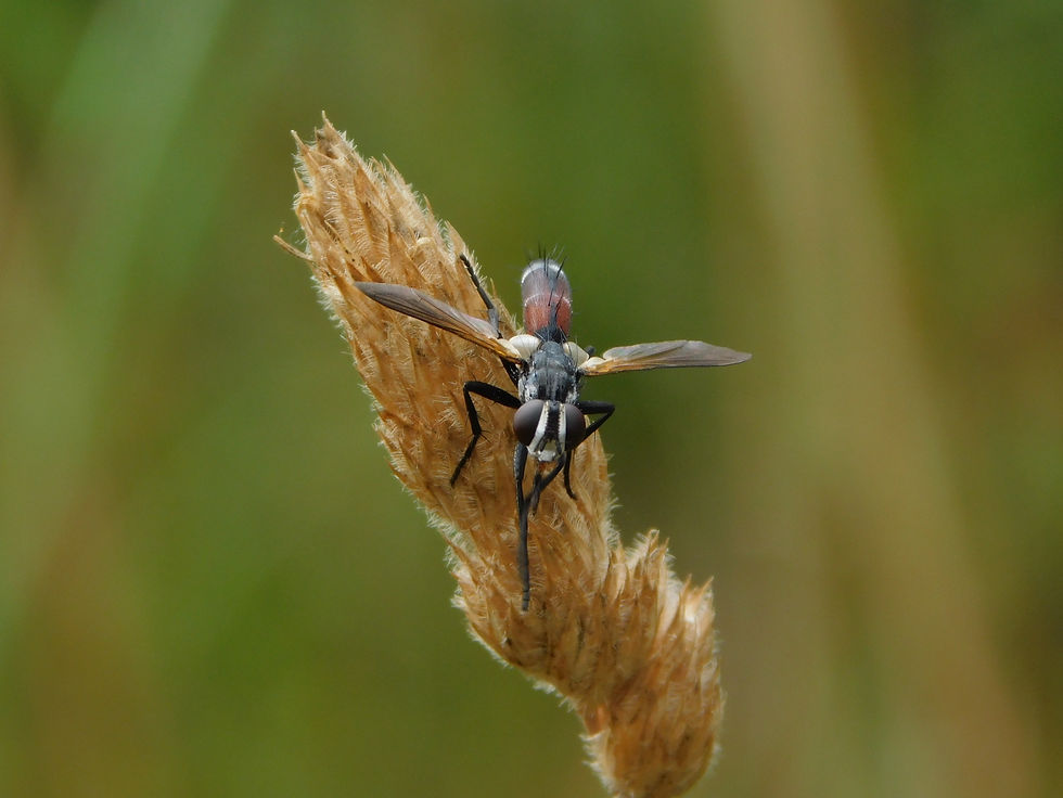 Cylindromyia brassicaria