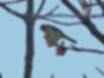 Cyanistes caeruleus