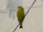 Chloris chloris