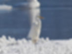 Casmerodius albus