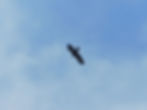 Aquila chrysaetos