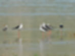Himantopus himantopus