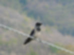 Corvus cornix