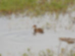 Anas platyrhynchos
