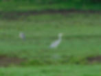 Ardea cinerea