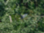 Ardea purpurea