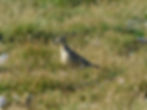 Charadrius morinellus