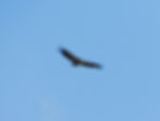 Gyps fulvus