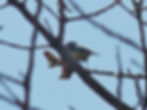 Cyanistes caeruleus