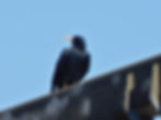 Pyrrhocorax pyrrhocorax