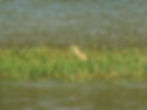 Ardeola ralloides