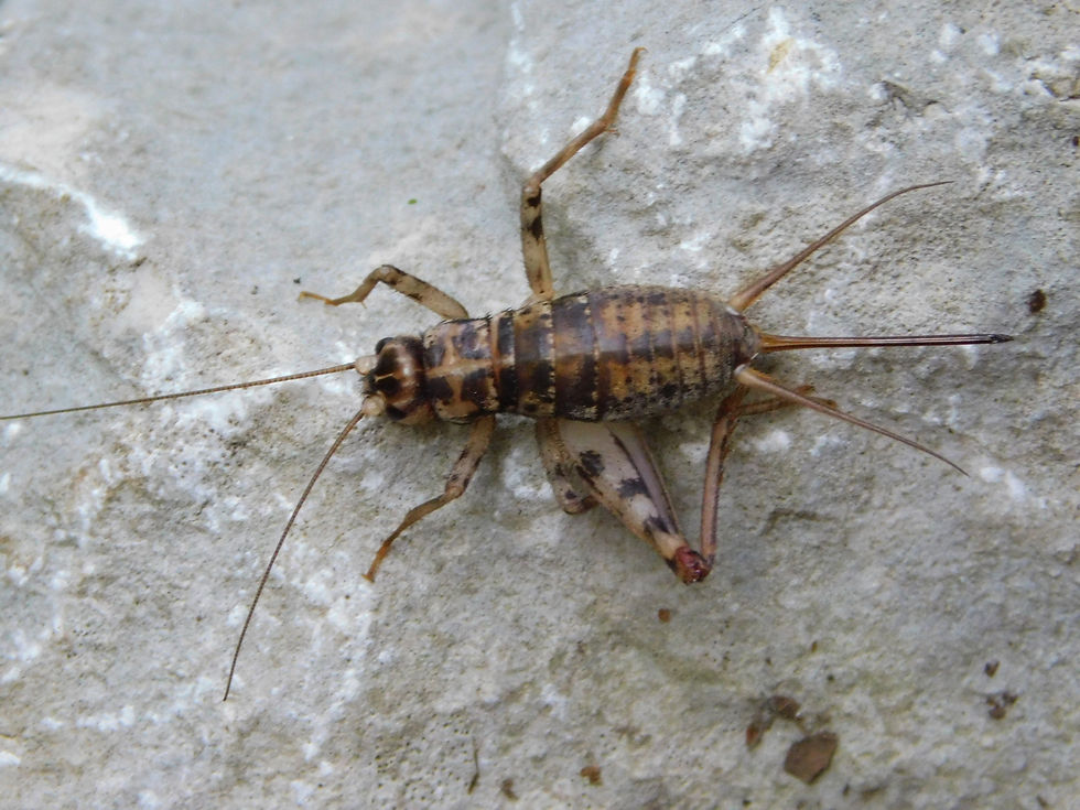 Gryllomorpha dalmatina
