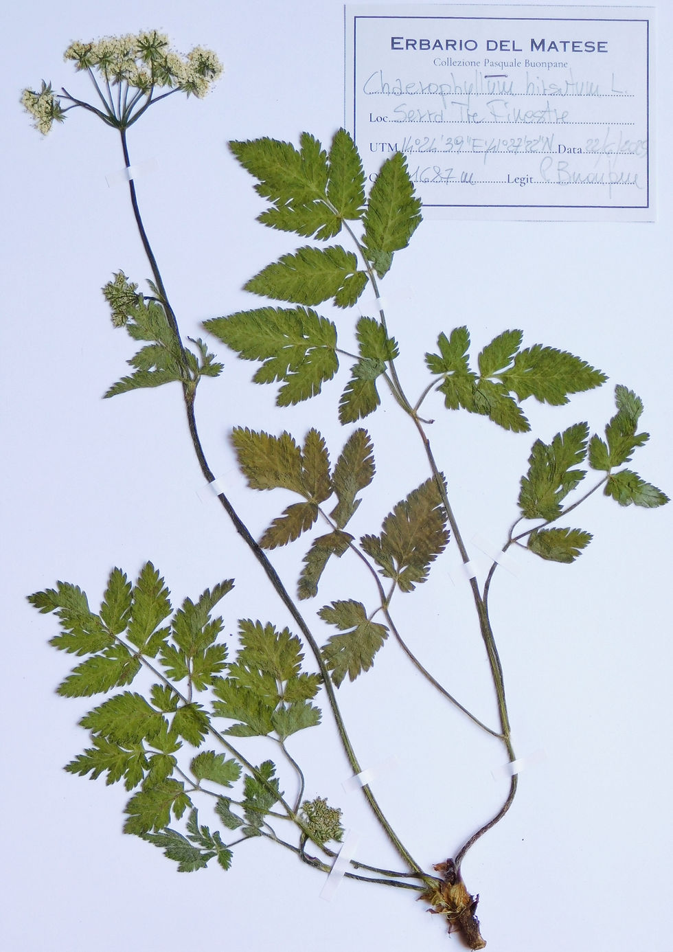 Chaerophyllum hirsutum L.