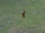 Milvus milvus