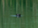 Fulica atra
