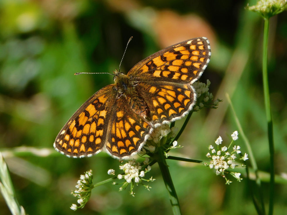 Melitaea celadussa