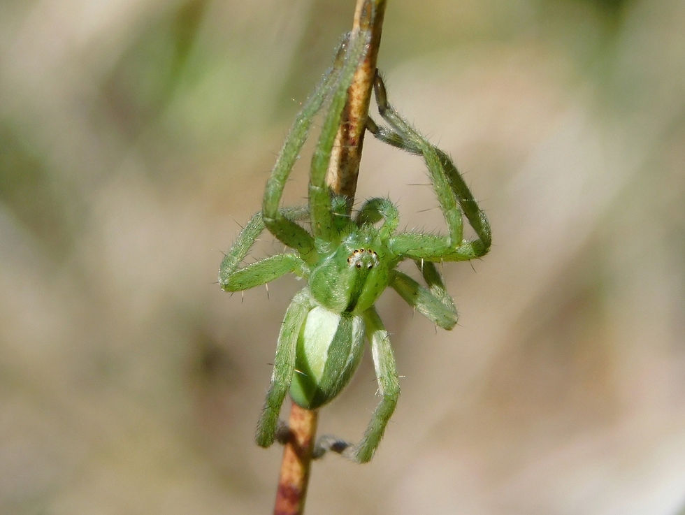 Micrommata ligurina