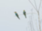 Merops apiaster