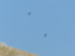 Aquila chrysaetos
