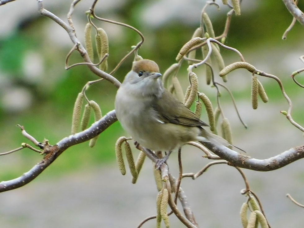Sylvia atricapilla