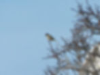 Phoenicurus ochruros