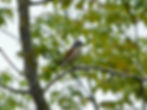 Lanius collurio