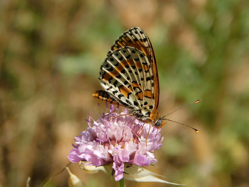Melitaea didyma