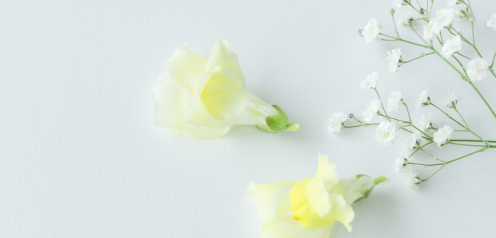 黄色と白の花
