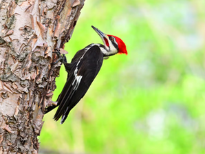 Pileated Woodpecker at the Grove B&B