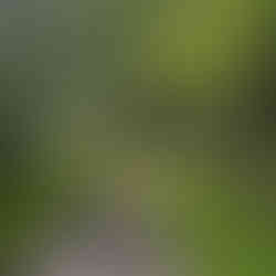 Glen Echo Trail Mayne Island