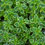 Thumbnail: Lemon Thyme Hydrosol