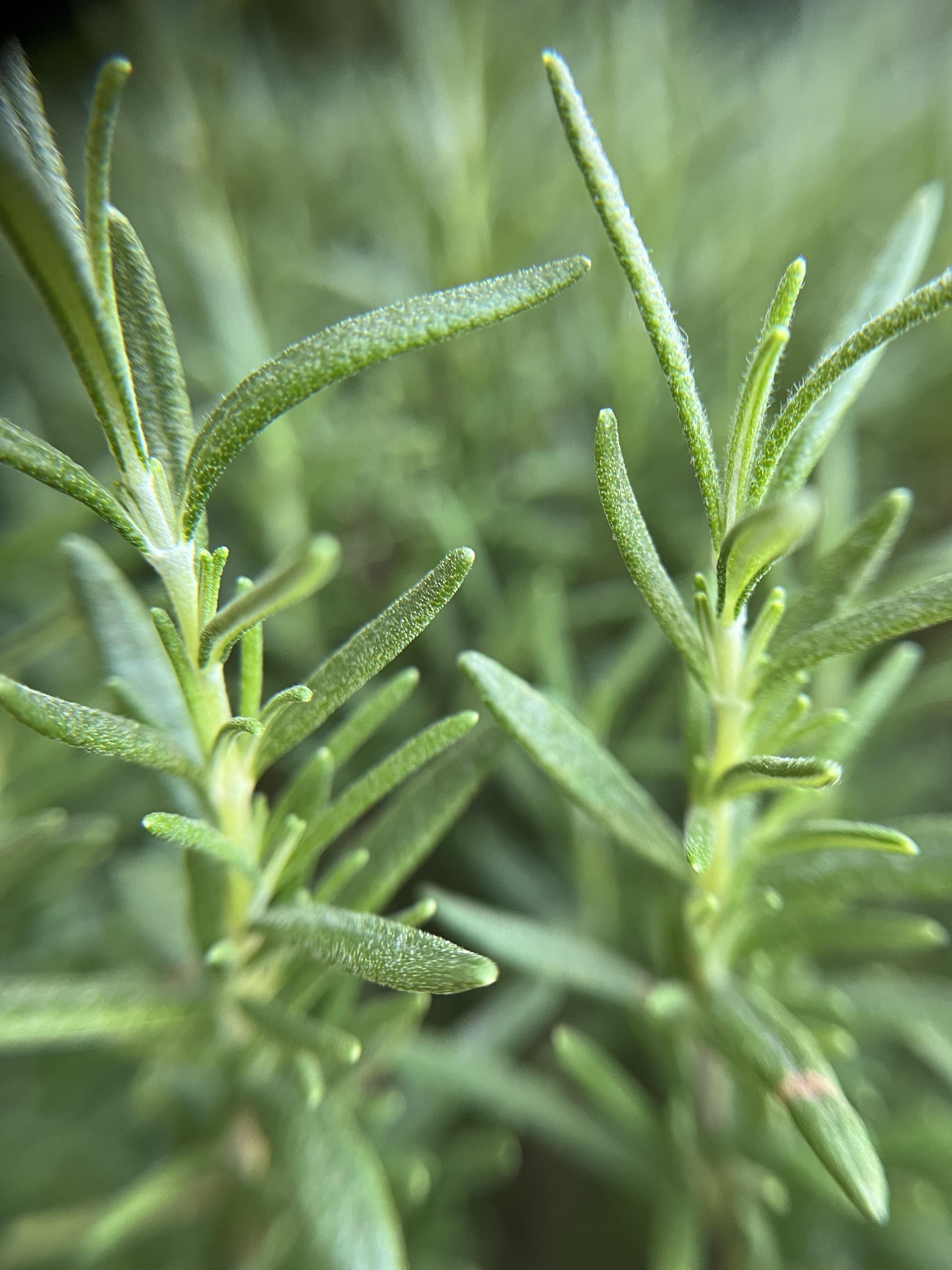 Rosemary Hydrosol