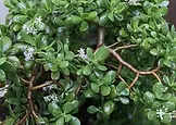 00-jade-plant-featured-image.webp