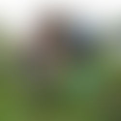 Provocarea Hațeg Royal Trail – bucuria de a alerga liber