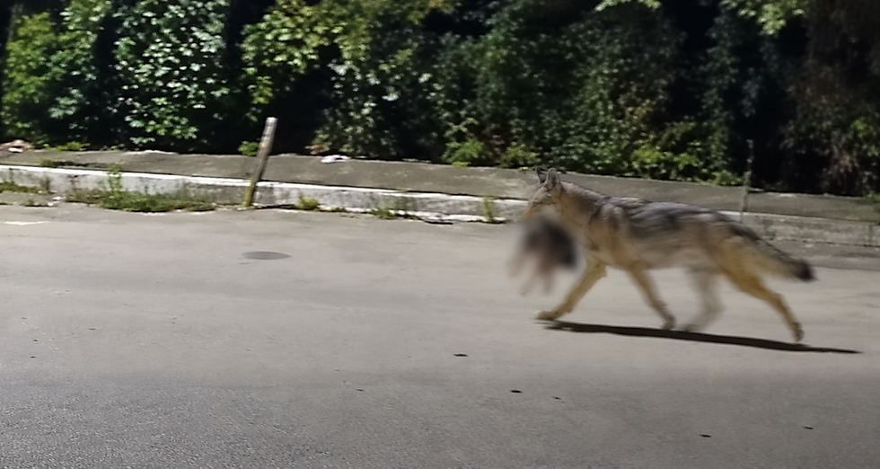 URȘII ȘI LUPII FAC RAVAGII ÎN VALEA JIULUI