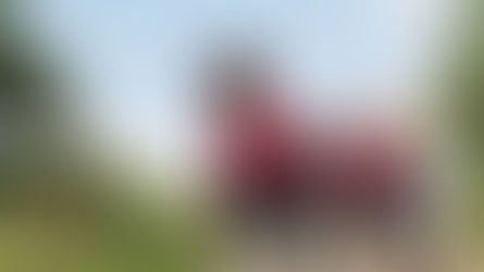 Ieșirea în țarină la pădureni 