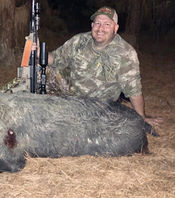 wild hog
