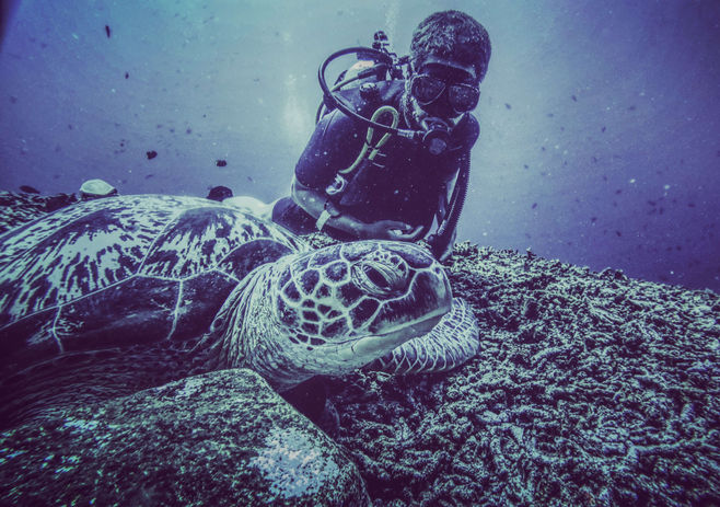 Eine alte Schildkröte liegt entspannt auf dem Korallenriff und lässt sich fotografieren.