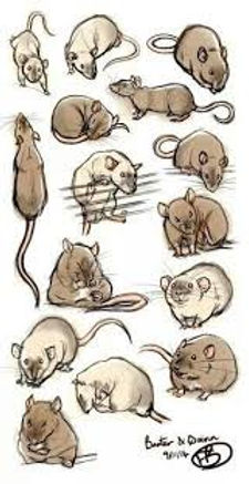 Artist Rattery Home | Ratlantis Rattery