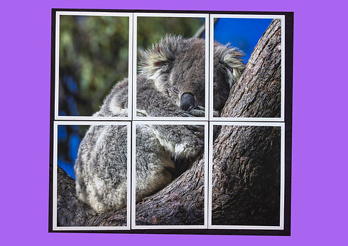 6 piece koala-2.jpg