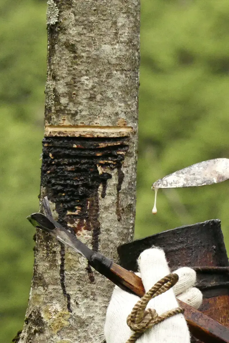 Gros plan macro sur l'écorce entaillée d'un arbre à laque laissant couler une goutte de sève Urushi brute, laiteuse et pure.
