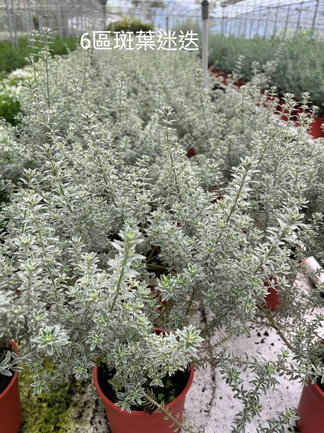 5吋 斑葉迷迭香