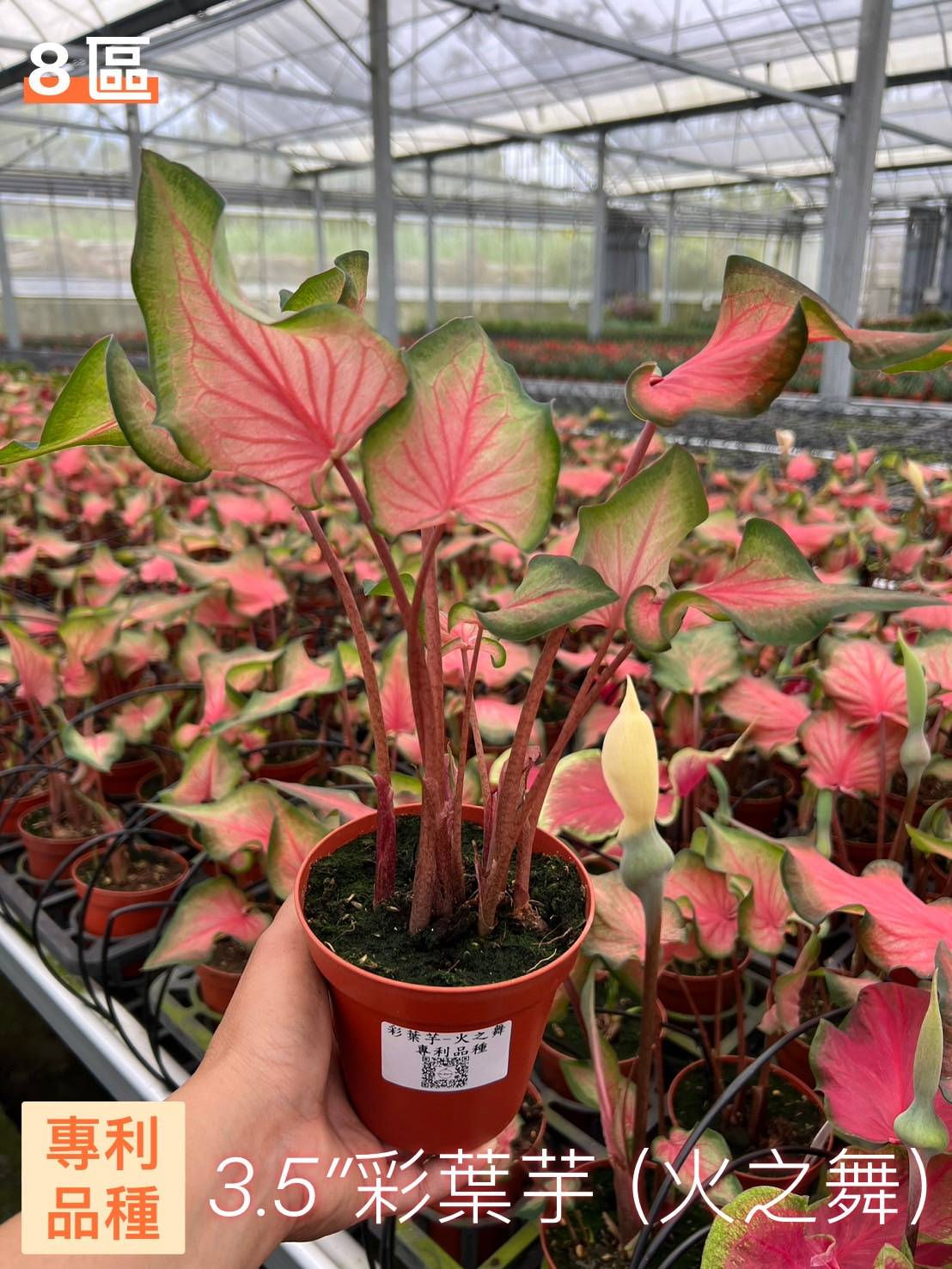 3.5吋 彩葉芋 火之舞