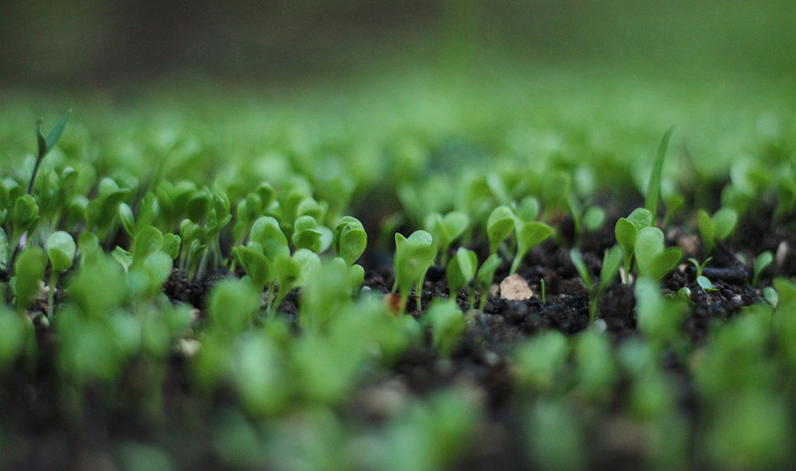 May 17, 2021 - YOU WILL SPROUT ANEW