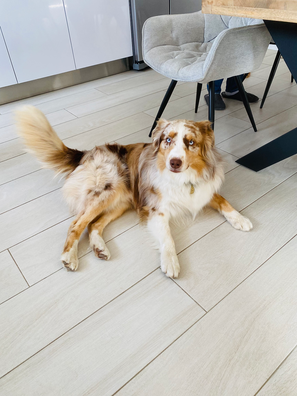 Arrow berger Australien de 2 ans 1/é